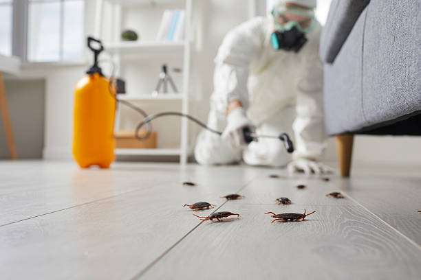Post-Treatment Bed Bug Interceptor Monitoring in Loving